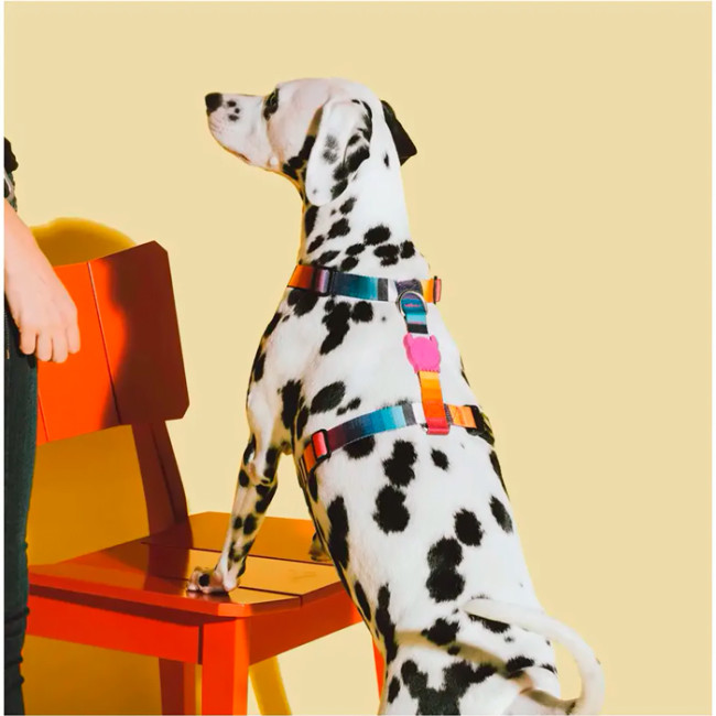 Шлея для собак Zee.Dog - Prisma H-Harness Шлея для собак Zee.Dog - Prisma H-Harness