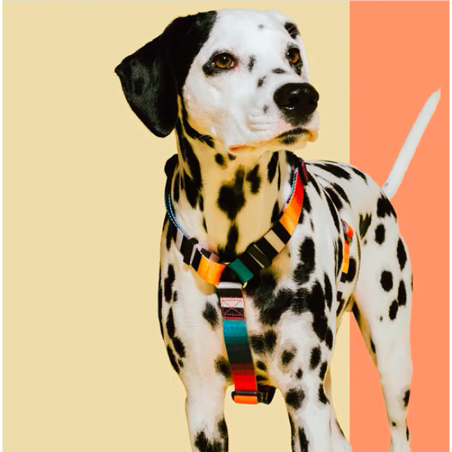 Шлея для собак Zee.Dog - Prisma H-Harness Шлея для собак Zee.Dog - Prisma H-Harness