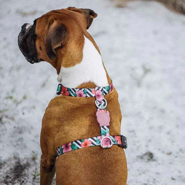 Шлейка для собак Zee.dog H-HARNESS Mahalo Шлейка для собак Zee.dog H-HARNESS Mahalo