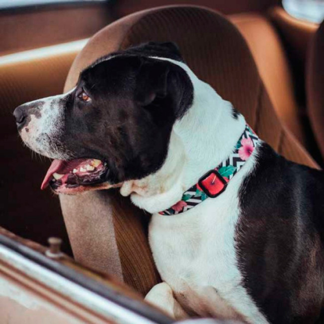 Нашийник Zee.Dog Mahalo Нашийник Zee.Dog Mahalo