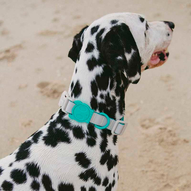 Нашийник Zee.dog Neopro Tidal Нашийник Zee.dog Neopro Tidal