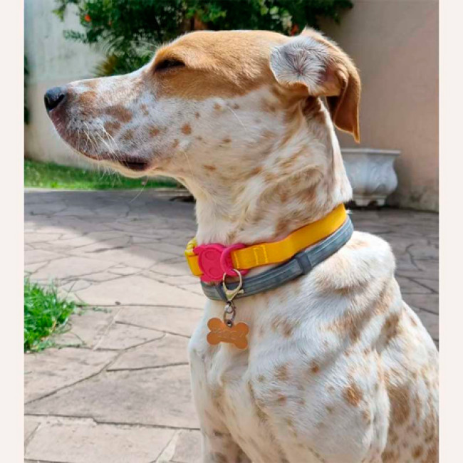 Нашийник Zee.dog Lyra neopro collar Нашийник Zee.dog Lyra neopro collar