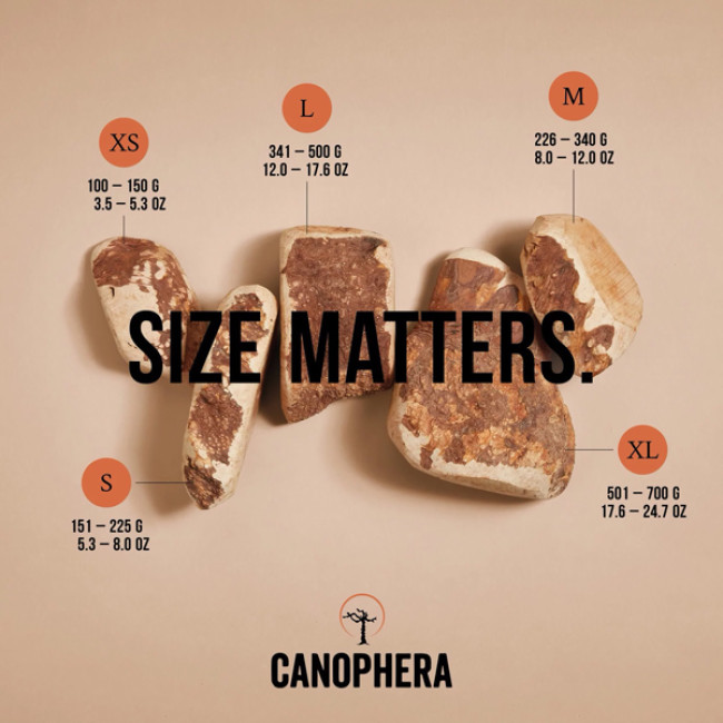 Корінь вересу Canophera