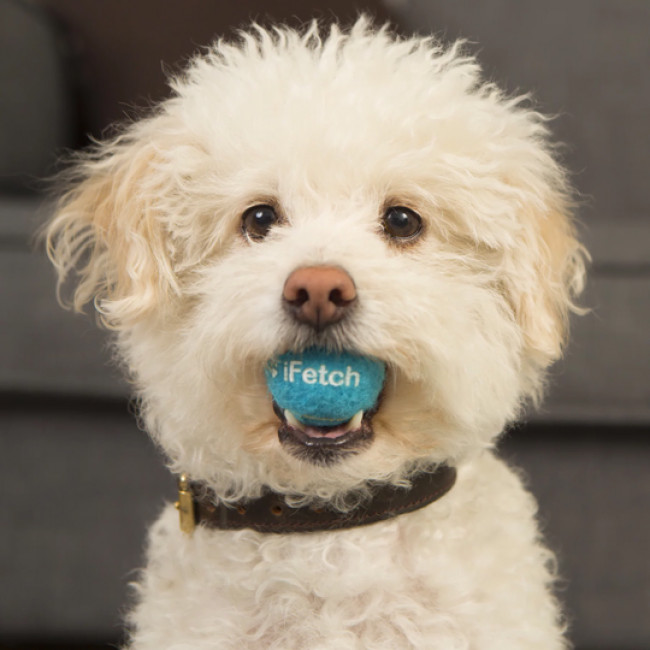 Мяч Ifetch маленький Мяч Ifetch маленький