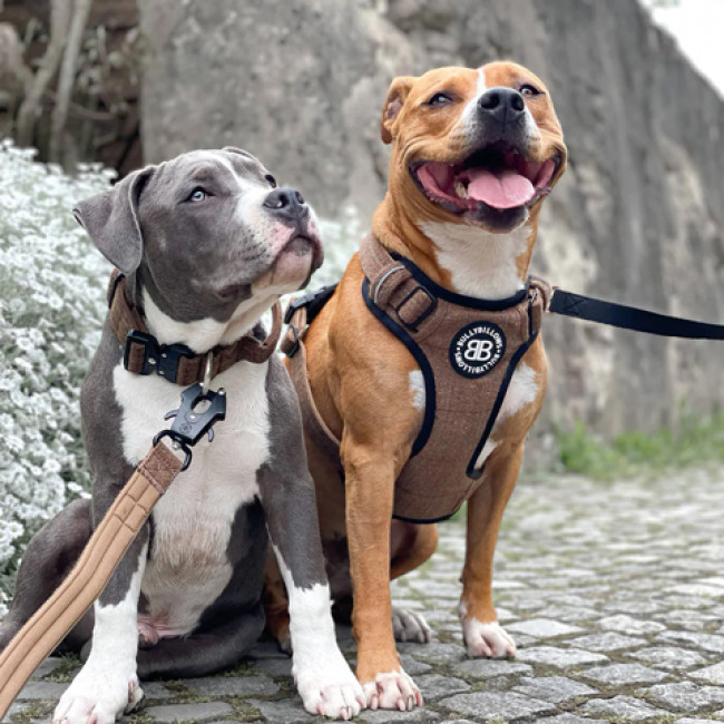 Шлея для собак BullyBillows Premium Dog Harness v2.0-CAMO Bubblegum (A)