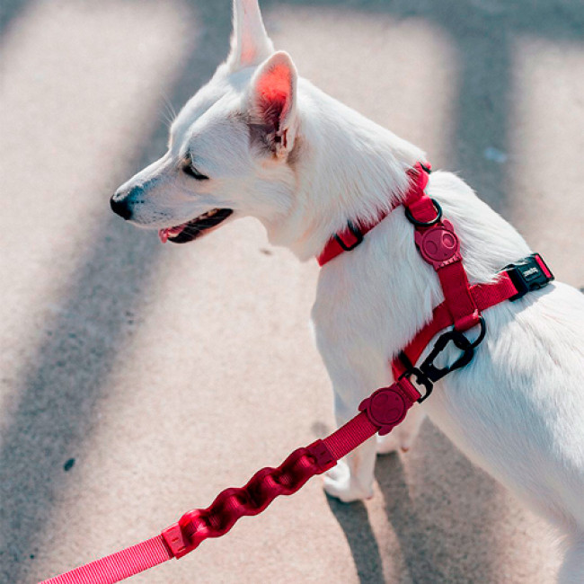 Шлея Zee.Dog Bordeau h-harness Шлея Zee.Dog Bordeau h-harness