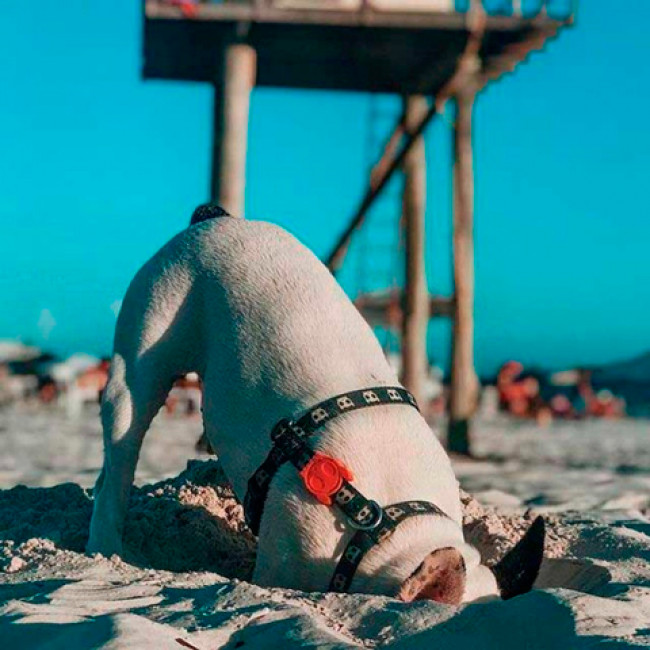 Шлея Zee.Dog Skull leash Шлея Zee.Dog Skull leash