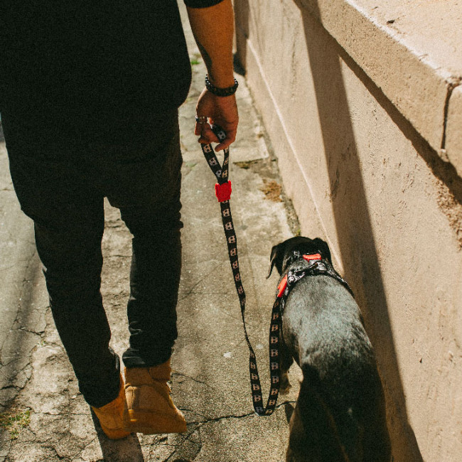 Повідець для собак Zee.dog SKULL Regular Leash Повідець для собак Zee.dog SKULL Regular Leash