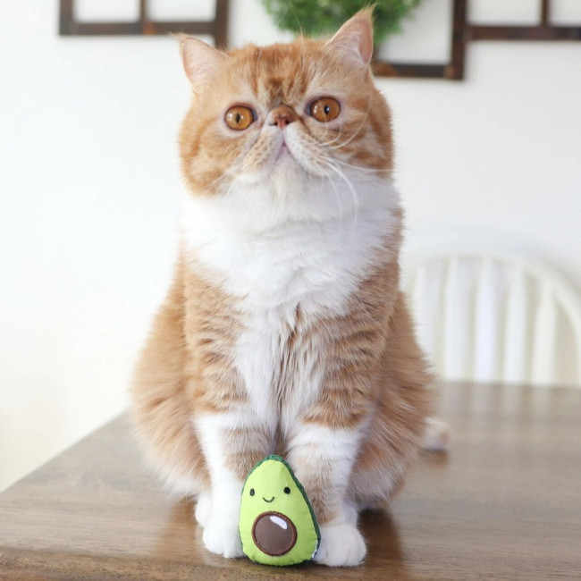 Іграшка для котів Petstages Lil' Avocato Іграшка для котів Petstages Lil' Avocato