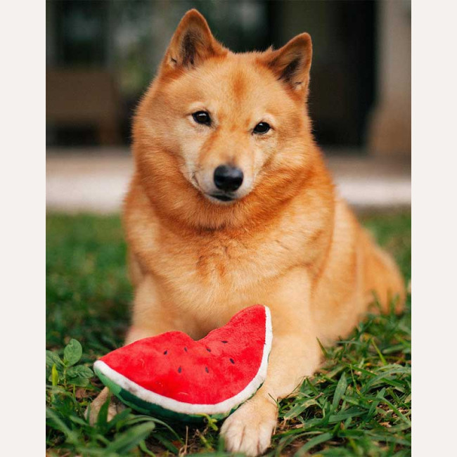 Іграшка для собак Tropical Paradise - Watermelon Pet Play
